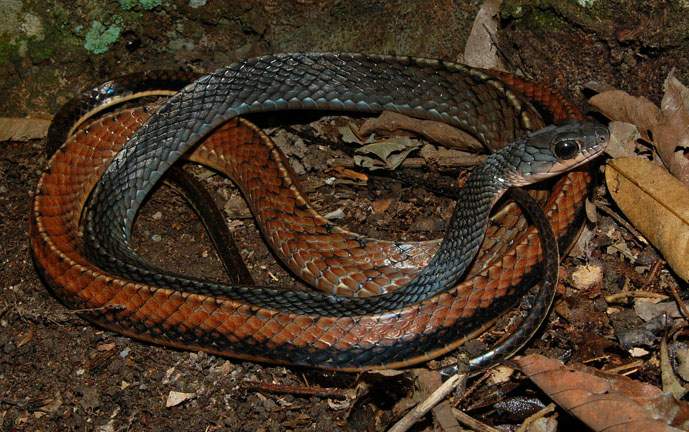  p> a target="_blank" href="/item/乌梢蛇/322909" data-lemmaid="