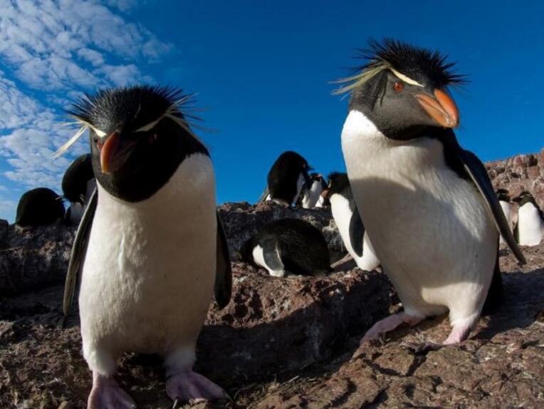  p> a target="_blank" href="/item/凤头黄眉企鹅">凤头黄眉企鹅 /a>