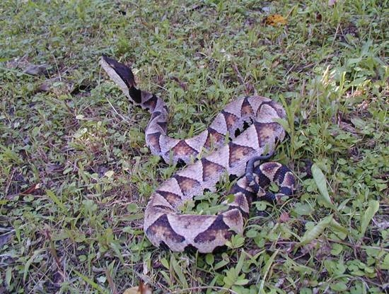  p>尖吻蝮(学名: i>deinagkistrodon /i>)是 a target="_blank" href=