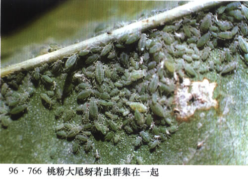  p>桃粉蚜是害虫的一种,属同翅目,蚜科.中国南北果区都有分布.