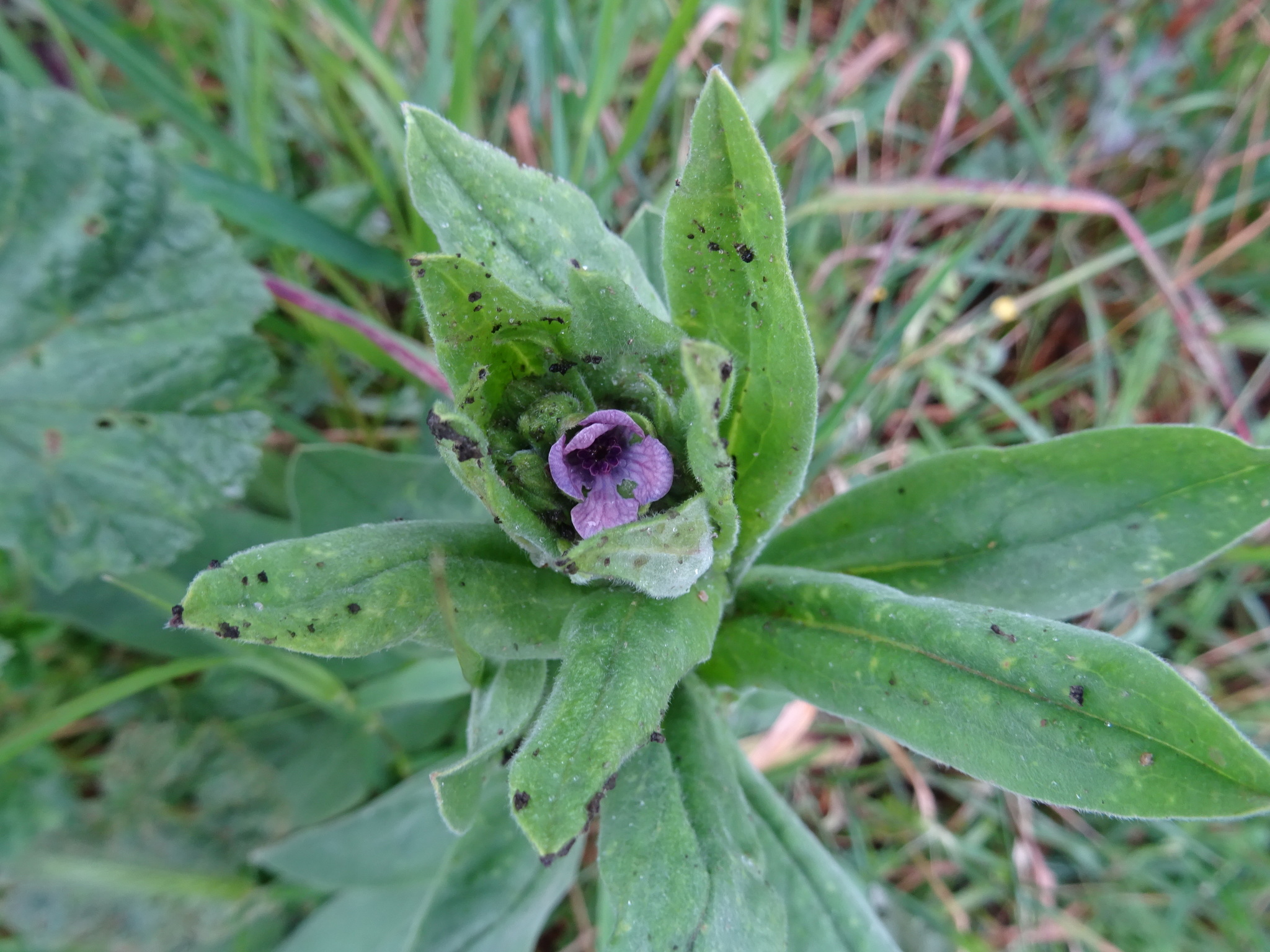 琉璃草(琉璃草功效)