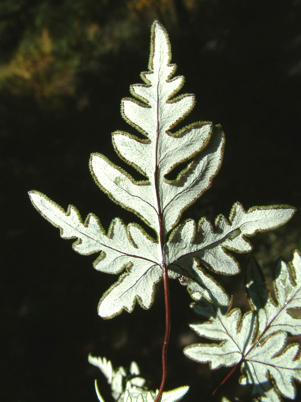  p>假银粉背蕨(学名:aleuritopteris subargentea ching)是 a href="