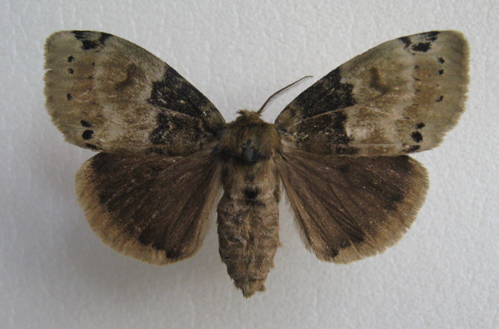 1885), a target="_blank" href="/item/毒蛾科">毒蛾科 /a>肾毒蛾属