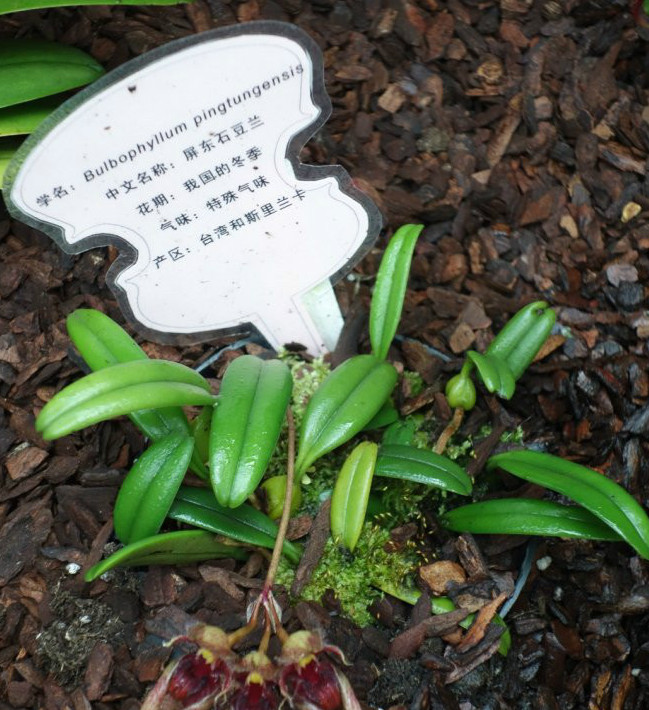  p data-id="gnwk6uhudx">龙须兰(学名:bulbophy