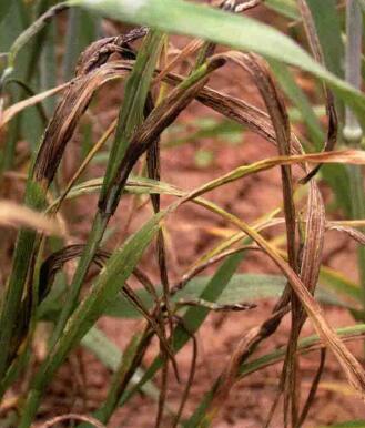小麦秆黑粉病