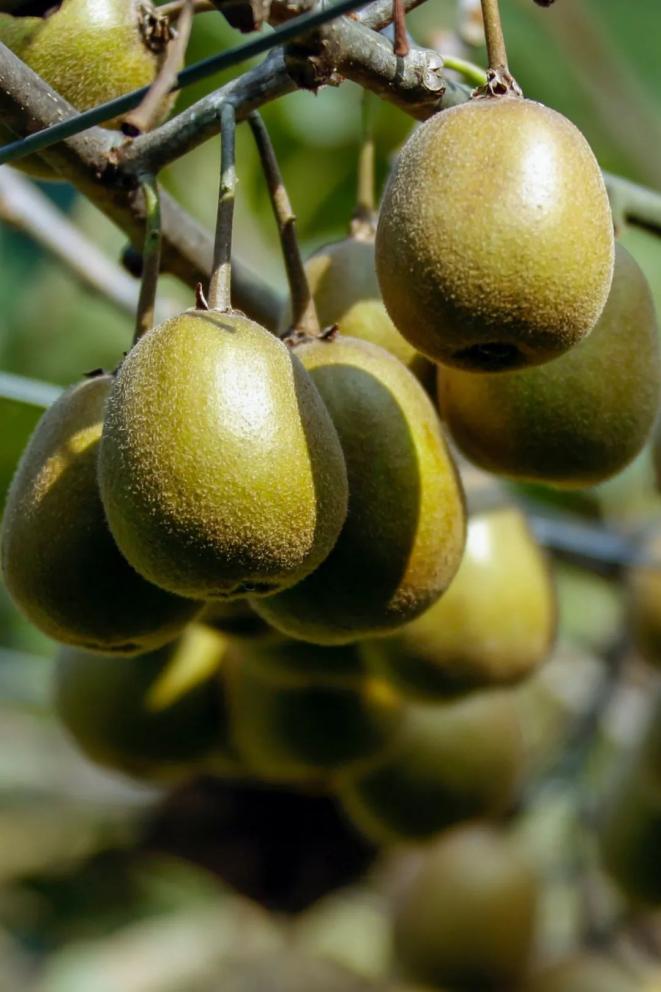  p data-id="txtqa8q53nlt">中华猕猴桃( i>actinidia chinensis /i>