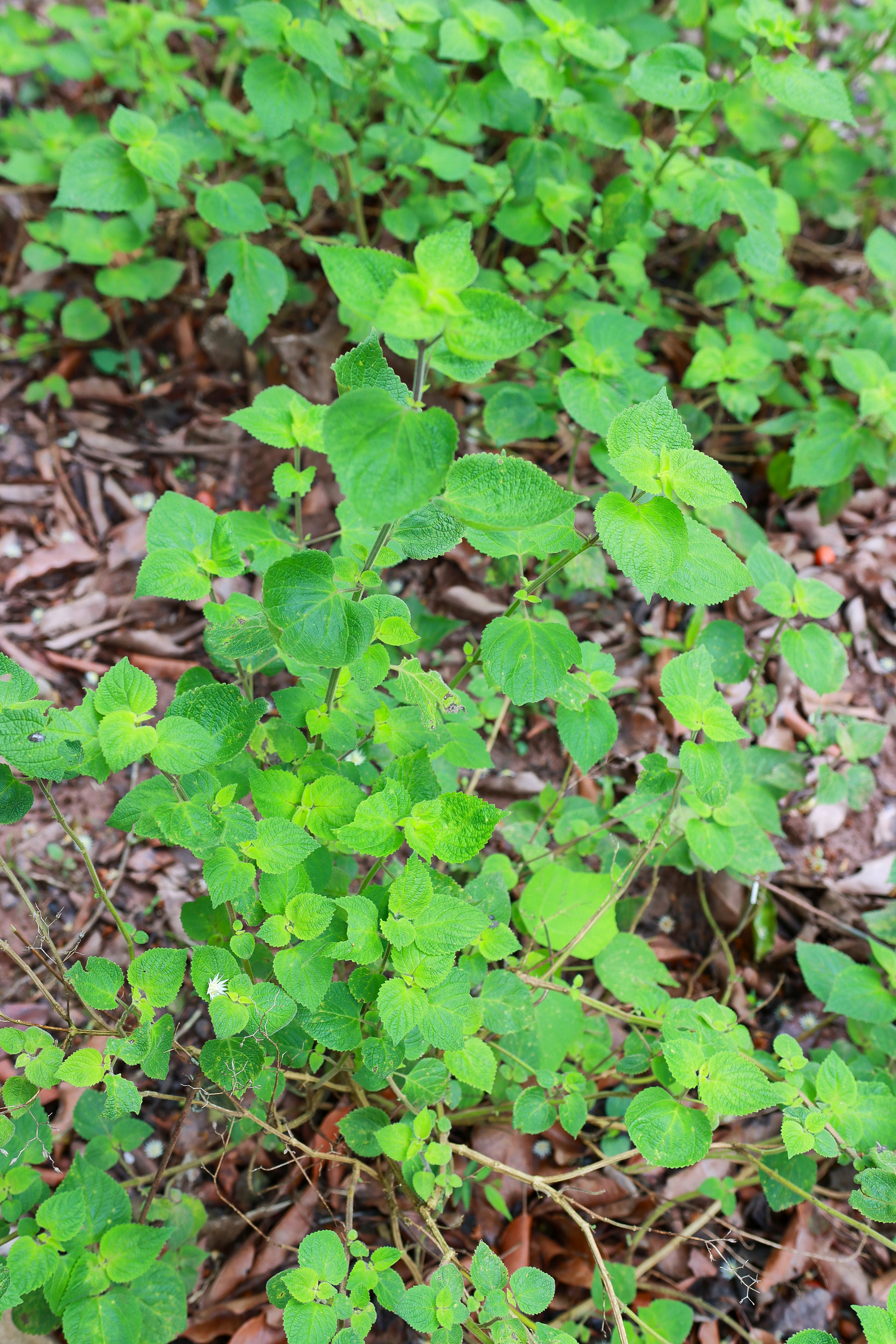 insuavis /i> (hance) prain ex dunn)是唇形科冠唇花属植物