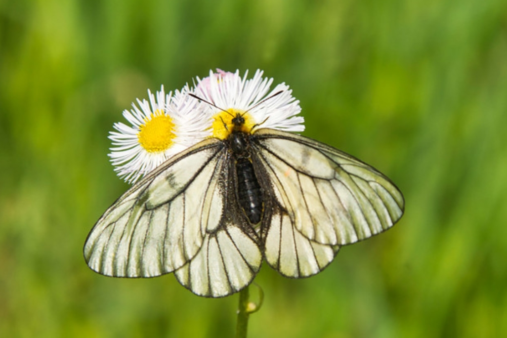 parnassius glacialis