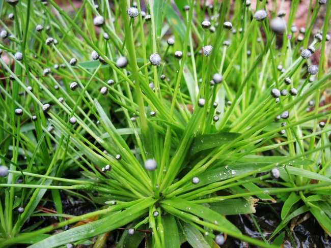 小谷精草(存疑种)