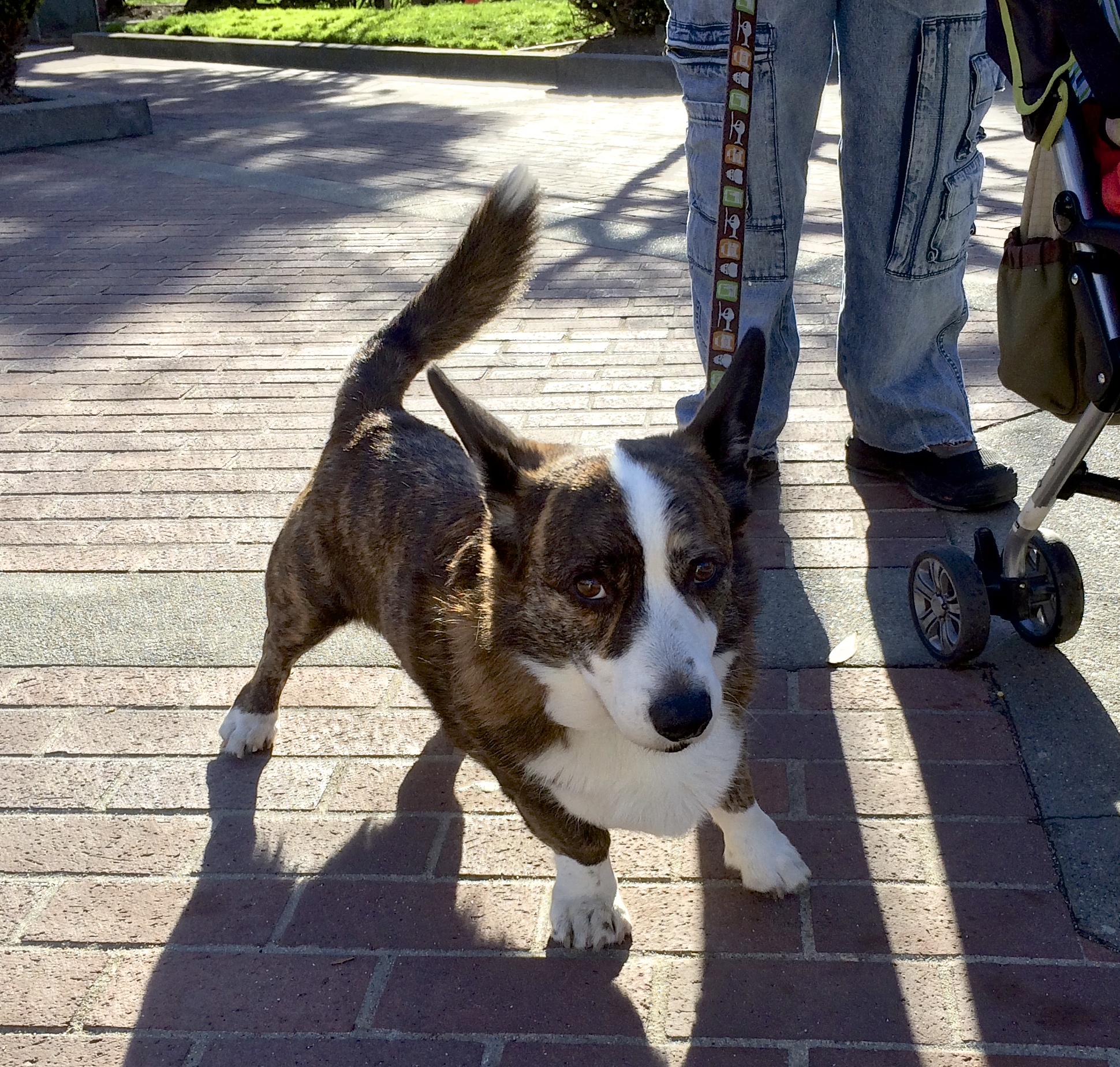  p data-id="gnssn31h6z">威尔士柯基犬(welsh corgi pembroke)是一种