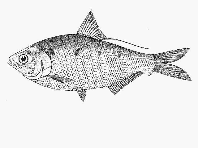  p>花鰶(学名: i>clupanodon thrissa /i>)是鲱科,鰶属的一种鱼类.