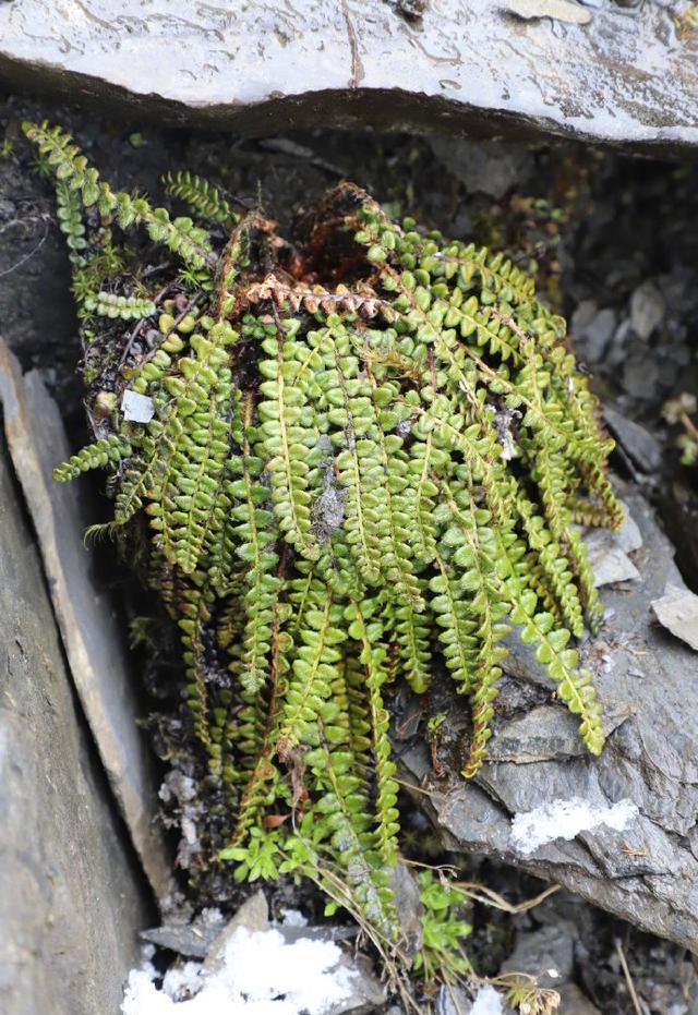 href="/item/草本/541696" data-lemmaid="541696">草本 /a>蕨类植物