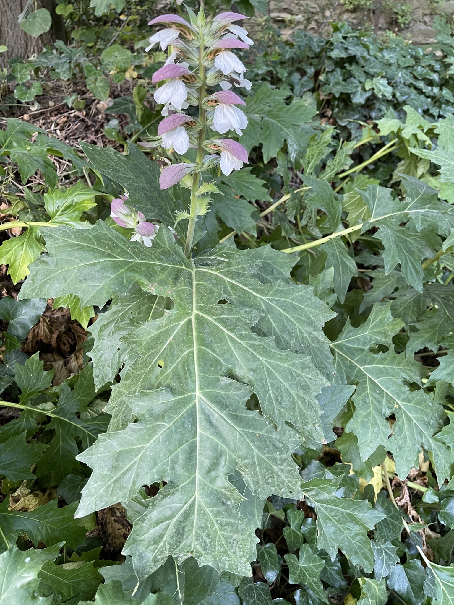  p>虾蟆花(学名: i>acanthus mollis  /i>l.