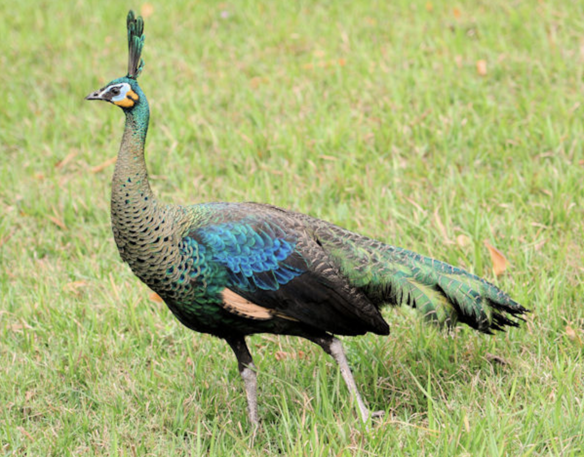  p data-id="go0kun4nrc">绿孔雀(学名: i>pavo muticus /i>)大型鸡类