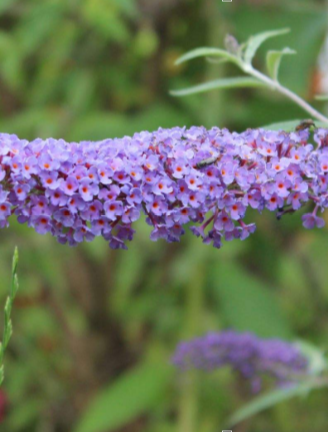 是马钱科醉鱼草属植物.花期4-10月,果期6-12月.