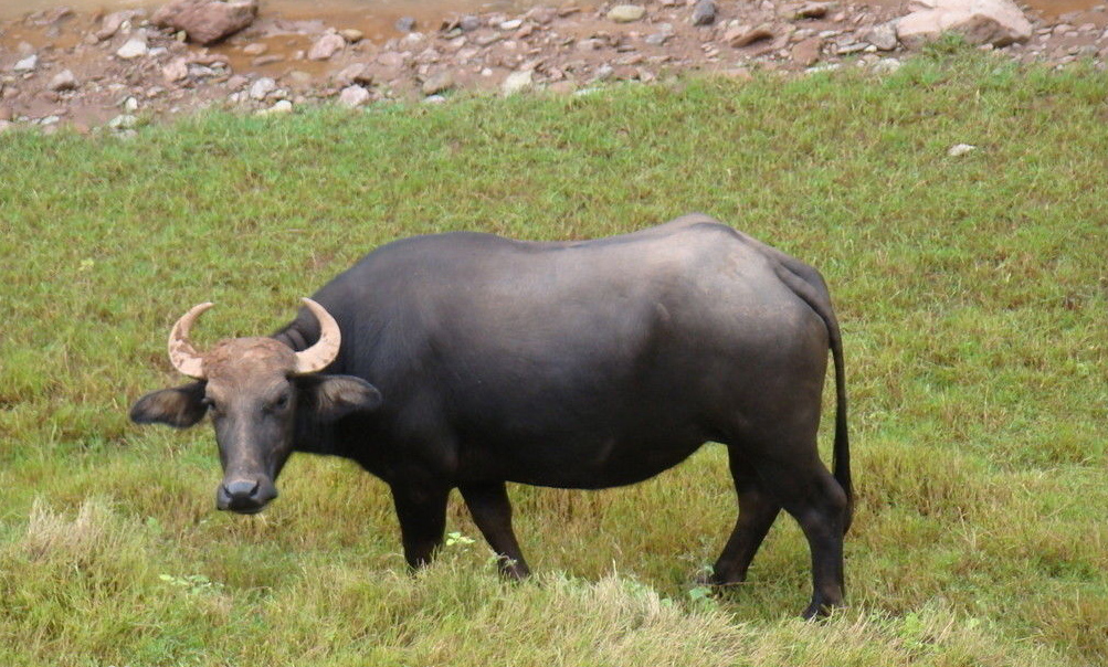  p>鄱阳湖水牛是鄱阳湖地区最大的陆上物种.