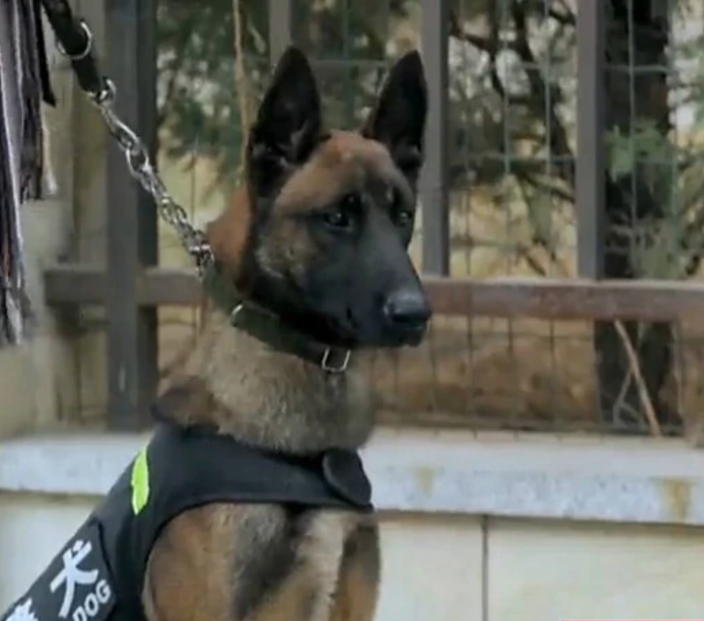  p data-id="gn3no3zliv">霹雳,电视剧《神犬小七》中,黄警官的警犬.