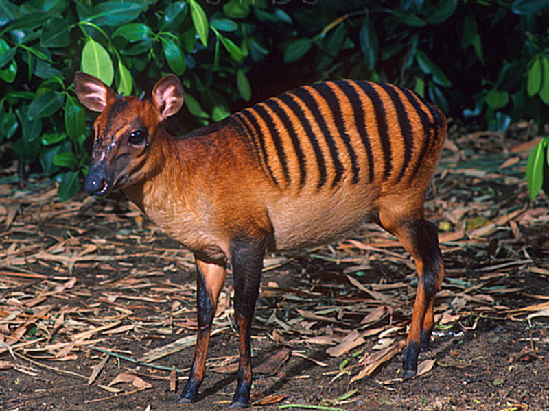  p>斑背小羚羊(学名: i>cephalophus zebra /i>):是偶蹄目,牛科