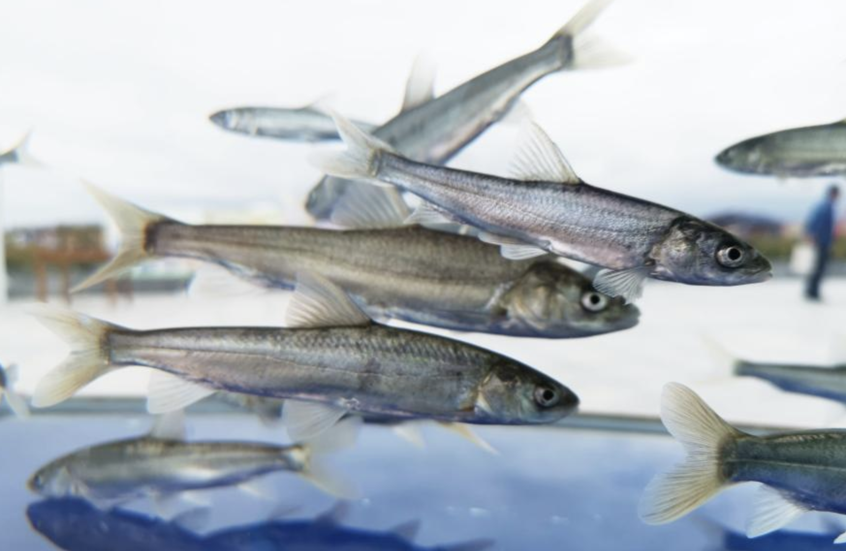  p>青海湖裸鲤(学名: i>gymnocypris przewalskii /i>)是鲤科,裸鲤属