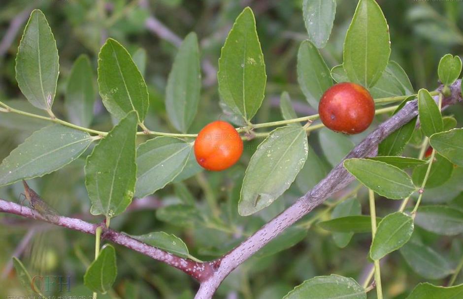 chow)鼠李科枣属植物,是枣的变种.