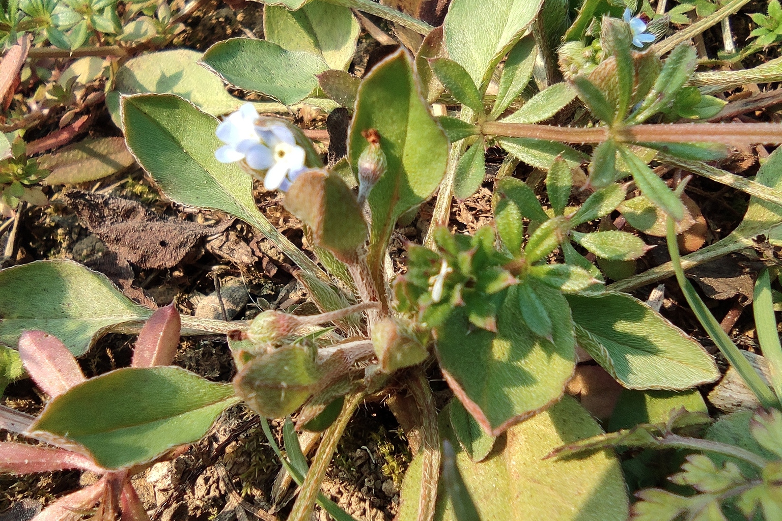 benth. ex baker et moore)是紫草科附地菜属植物.