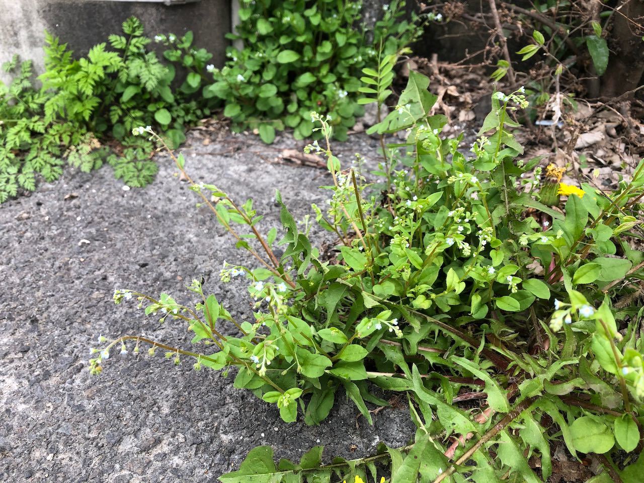 benth. ex baker et moore)是紫草科附地菜属植物.