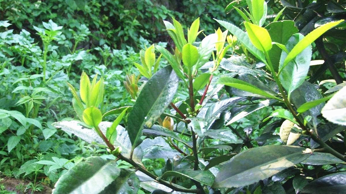 苦丁茶树