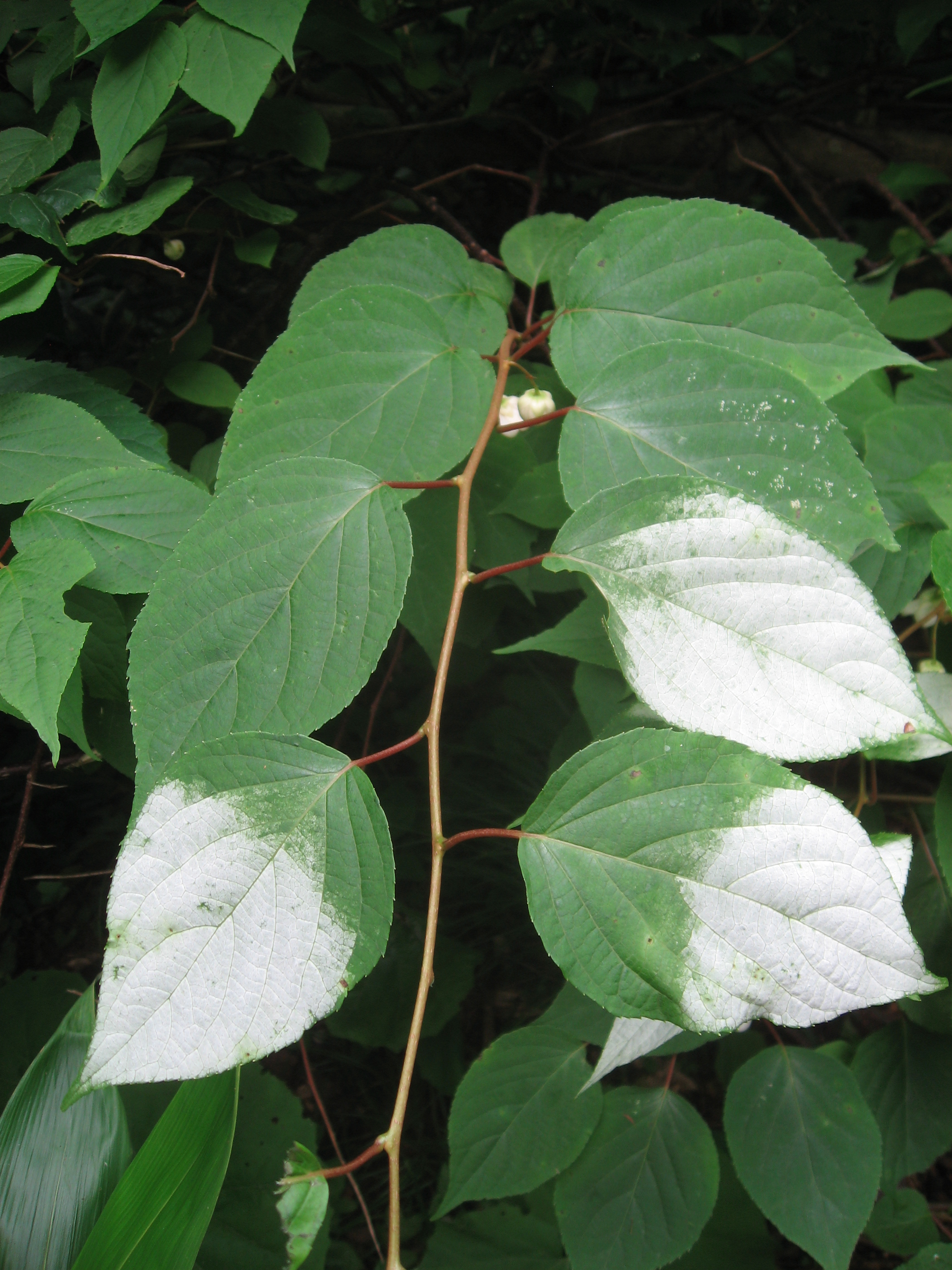  p>葛枣猕猴桃(学名: i>actinidia polygama /i> (sieb. et zucc.