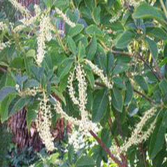 Clethra barbinervis（桤叶树科植物）_百度百科