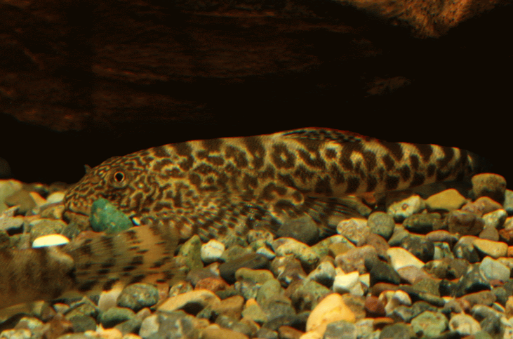 东坡长汀拟腹吸鳅