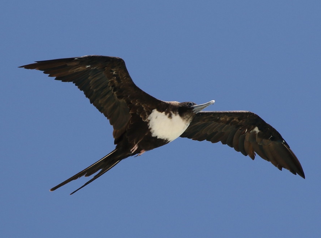  p data-id="tznma8uw5zwt">黑腹军舰鸟(学名