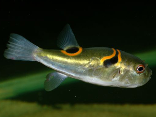  p>弓斑东方鲀(学名: i>takifugu ocellatus /i>)是鲀科,东方鲀属鱼类