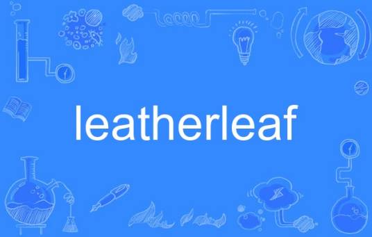 leatherleaf_百度百科