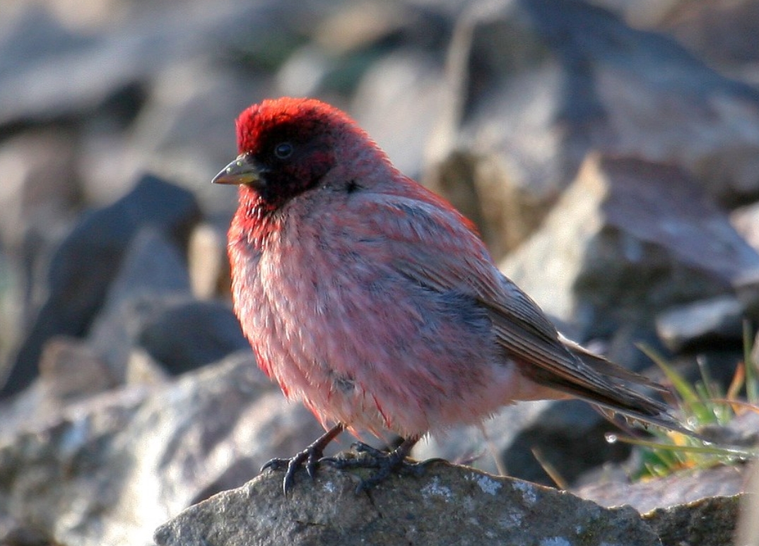  p>藏雀(学名: i>carpodacus roborowskii /i>):是燕雀科,藏雀属鸟类.