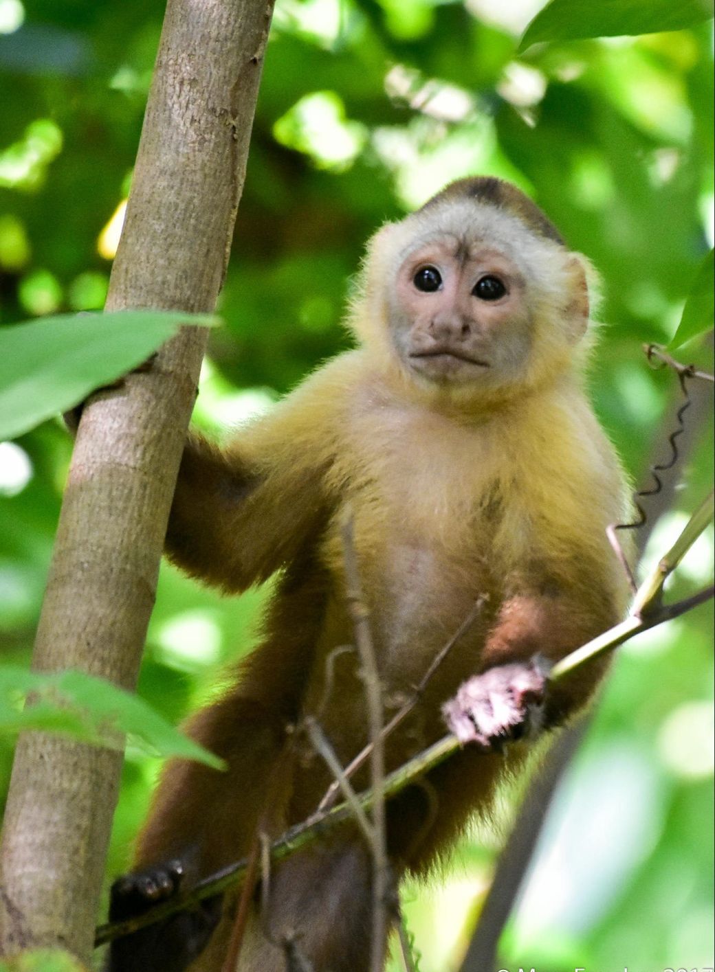 santa marta white-fronted capuchin