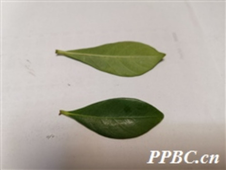 栀子（茜草科、栀子属植物）_百度百科