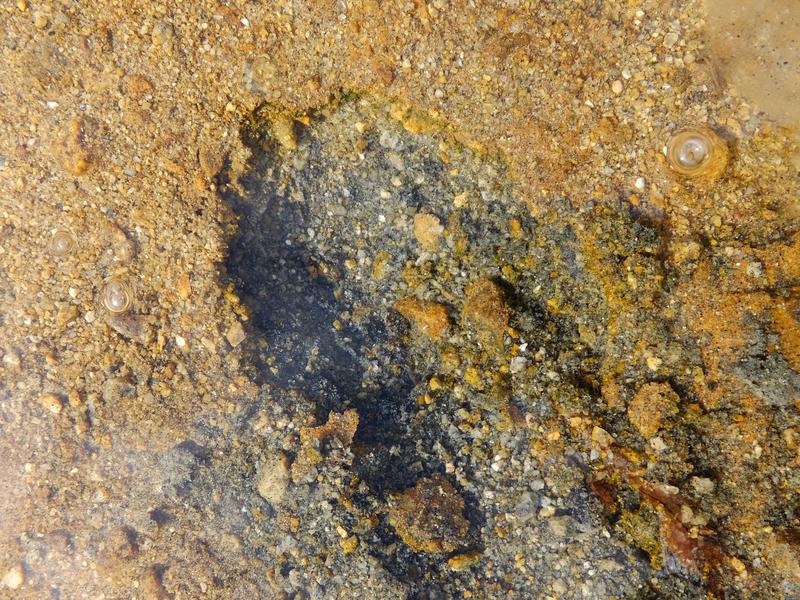 32次南极考察表层沉积物zssoth-01