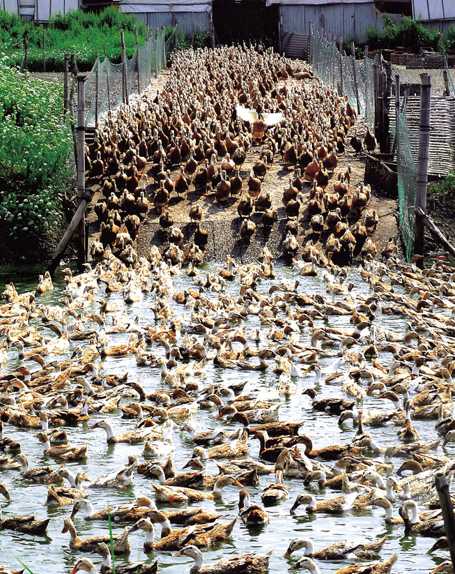 湖熟板鸭
