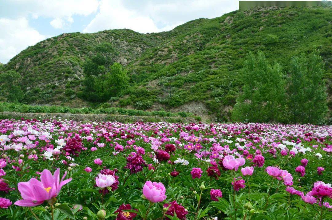  p data-id="twedwgbfeazc">大龙门牡丹山庄,位于山西省原平市 a