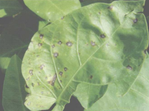 蕹菜(帝纹尾孢)叶斑病