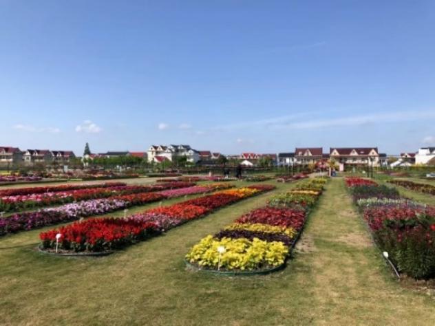 花卉质量等级》是 a target="_blank" href="/item/上海市市场监督