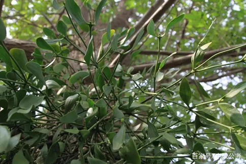 常识积累：中国寄生植物_百科TA说