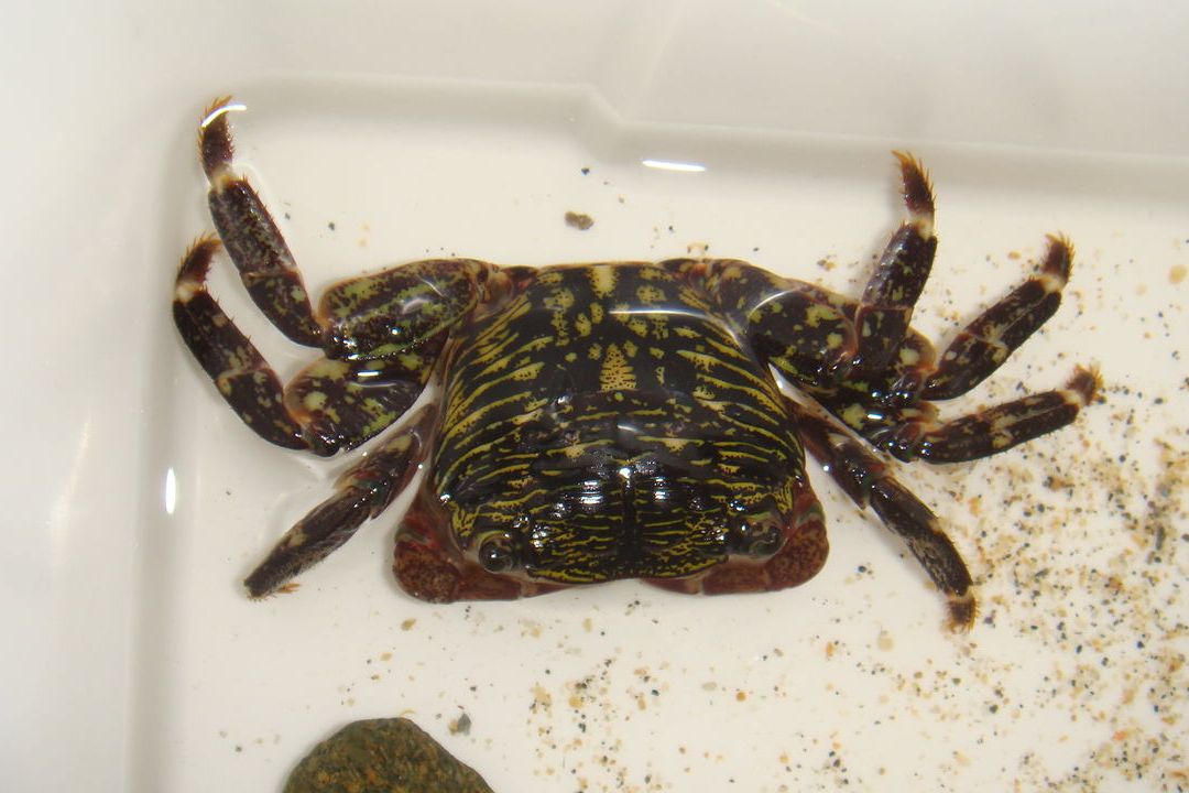 缺刻圆方蟹属于动物界,十足目,方蟹科,圆方蟹属,生活于潮间带浅水