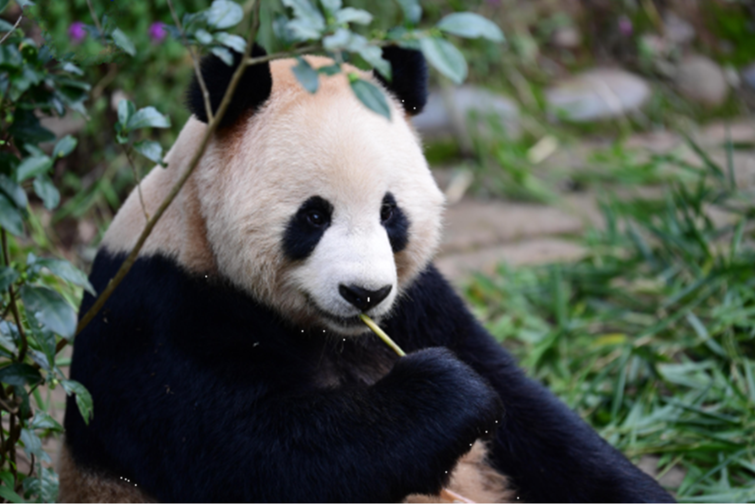  p data-id="tkeoijny4xoo">大熊猫京京 i>(阿拉伯名:苏海尔) /i>,是