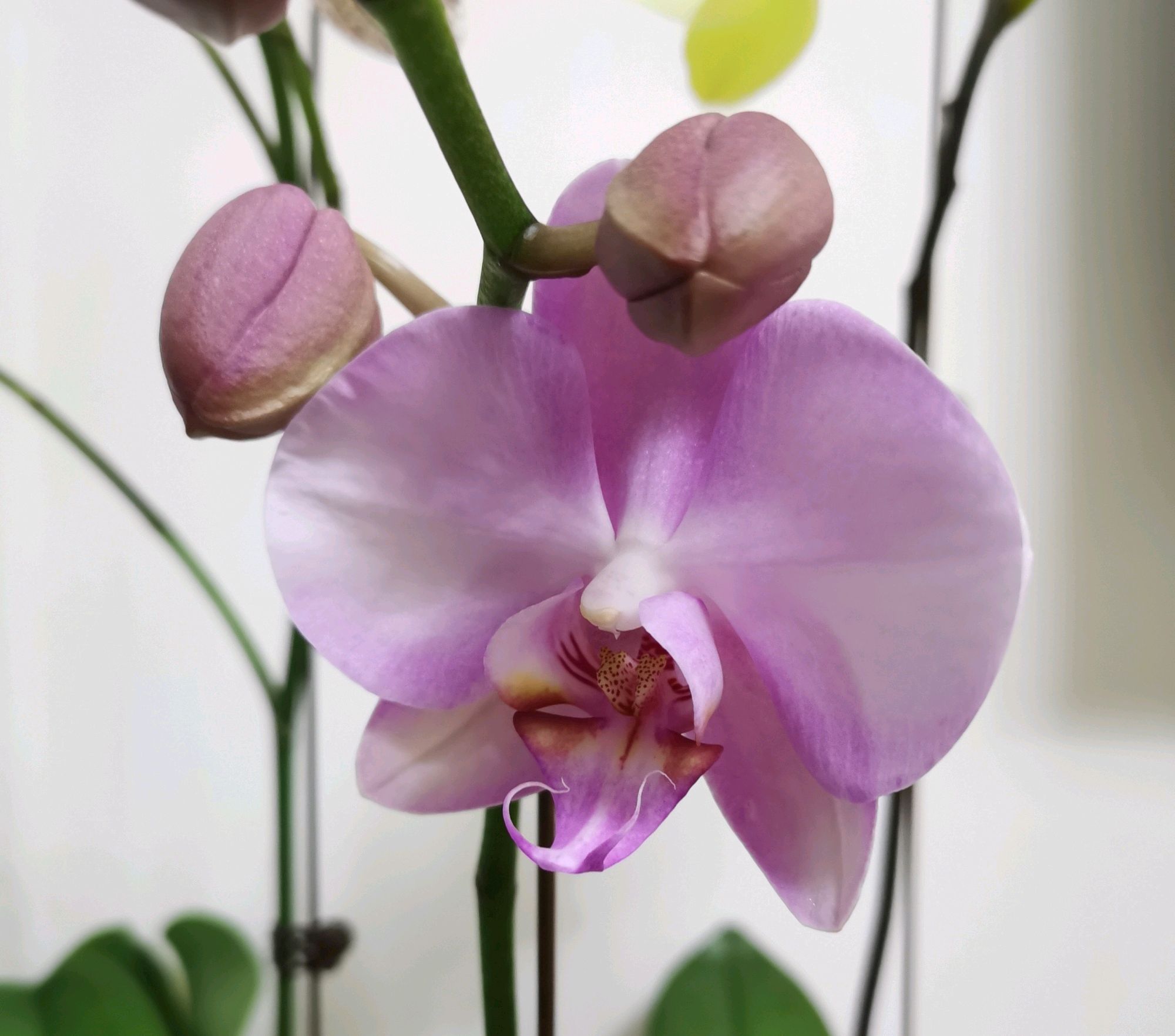 室外长势旺的蝴蝶兰盆栽 搬到室内以后 花梗枯 叶片黄 百科ta说