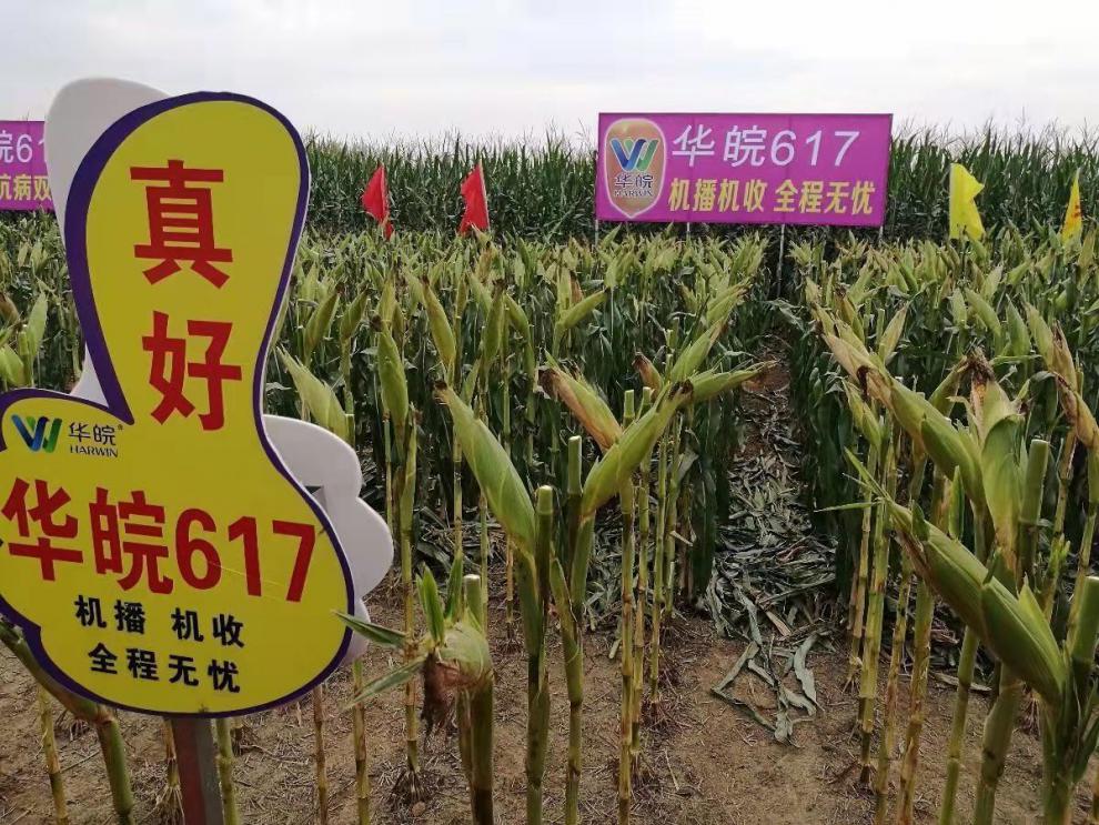 华皖617是安徽隆平高科种业有限公司以h811513/h996为组合选育的玉米