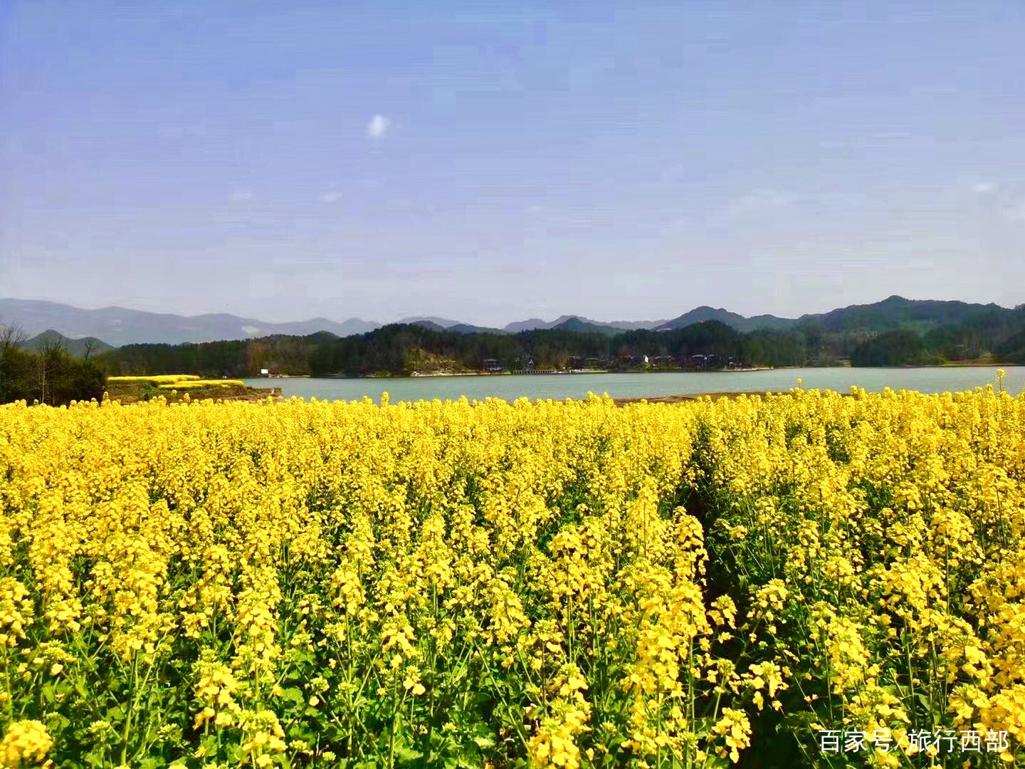 三月汉中油菜花海醉游人_百科TA说