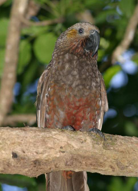 item/攀禽/2021723" data-lemmaid="2021723">攀禽 /a>,鸟喙强劲有力