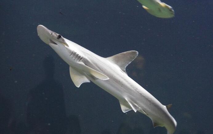 双髻鲨(学名: i>sphyrna tiburo /i>)是双髻鲨科,双髻鲨属的一种鱼类