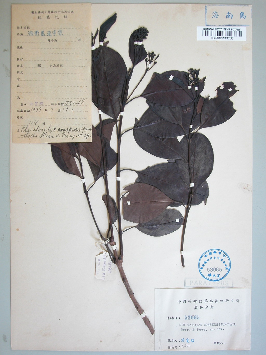  p>大果水翁(学名: i>cleistocalyx conspersipunctatus /i> merr.